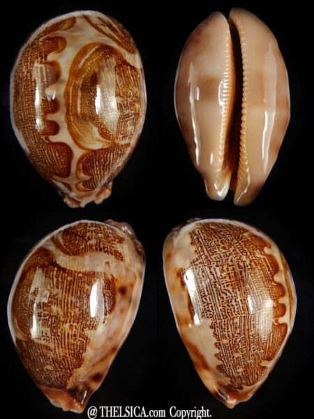 Leporicypraea mappa mappa 74,15 mm Gem -0