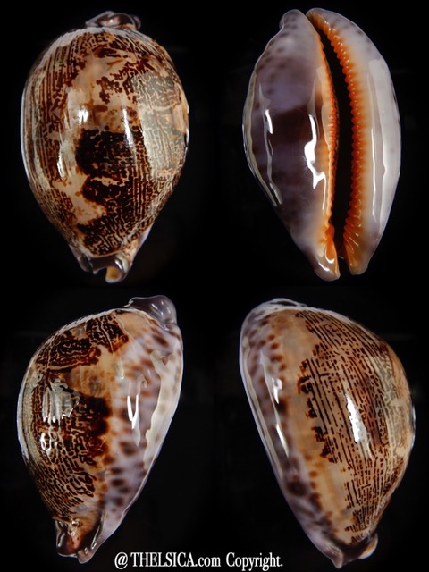 Leporicypraea rosea aliwalensis.. Nigerisant ... 71,35 mm F+++/Gem-0