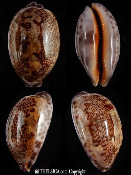 Leporicypraea rosea aliwalensis 66,48 mm Gem-0