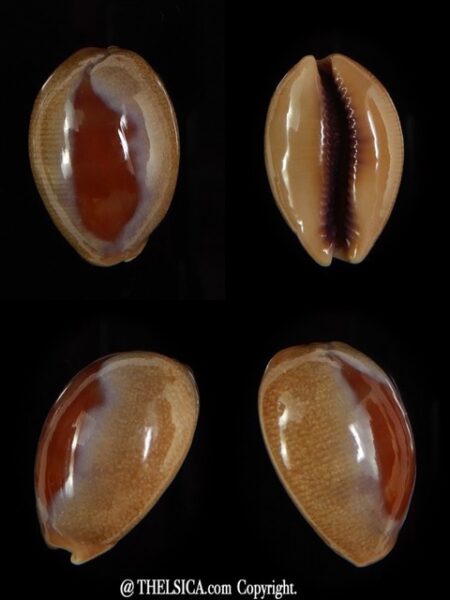 Lyncina carneola " DWARF" .. SP pattern .. 24,52 mm Gem-0