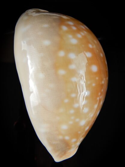 Lyncina vitellus " GIANT " 87.83 mm Gem -46753