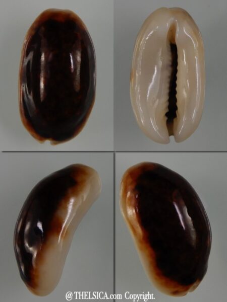 Melicerona listeri melvilli N&R 19,36 mm Gem-0