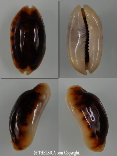 Melicerona listeri melvilli N&R 20.77 mm Gem-0
