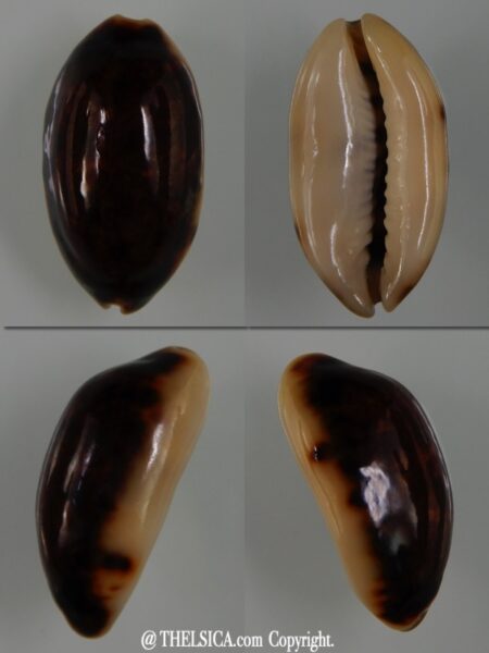 Melicerona listeri melvilli N&R 21,50 mm Gem-0
