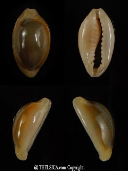 Monetaria annulus " rostrate " 17,33 mm Gem-0