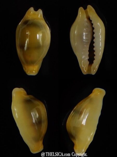 Monetaria moneta " rostrate " 16,65 mm Gem -0