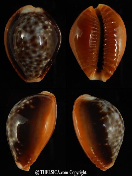 Naria bellatrix..Big Size ... 24,67 mm Gem-0