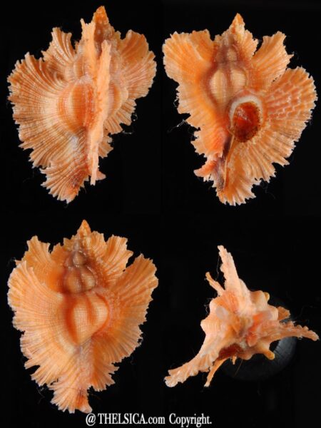 Pterynotus loebbeckei... Big size >>> 55,44 mm Gem-0