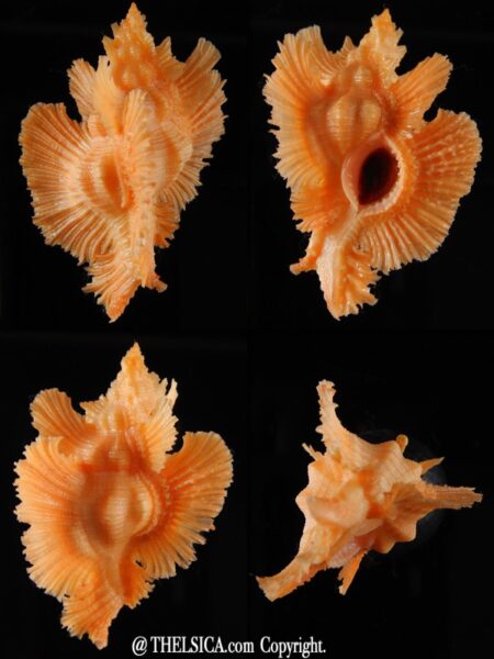 Pterynotus loebbeckei ... GIANT ... 63,73 mm Gem-0