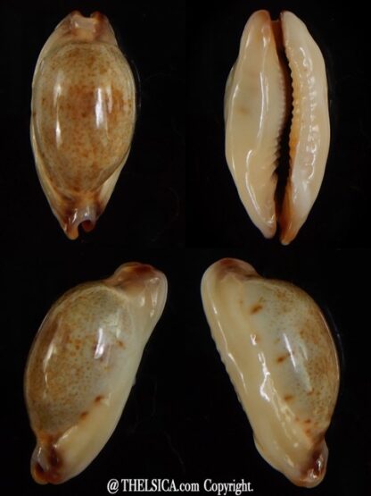 Purpuradusta gracilis macula N&R 21,43 mm Gem-0