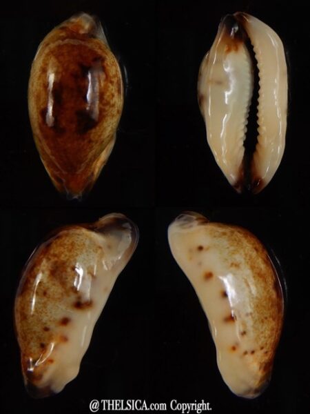 Purpuradusta gracilis macula N&R 22,60 mm Gem-0