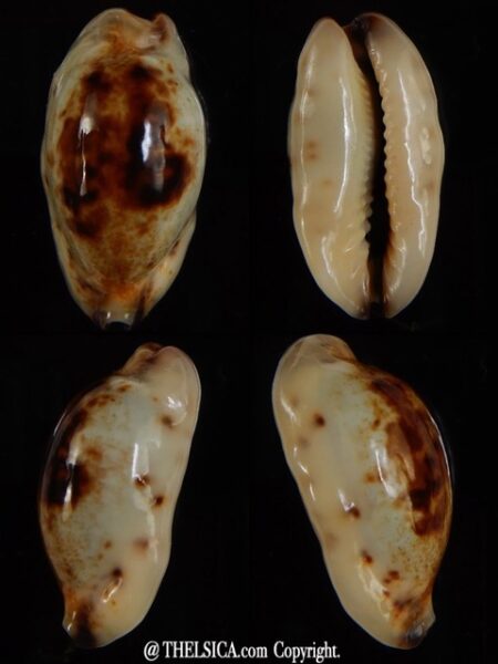 Purpuradusta gracilis macula N&R 24,23 mm Gem-0