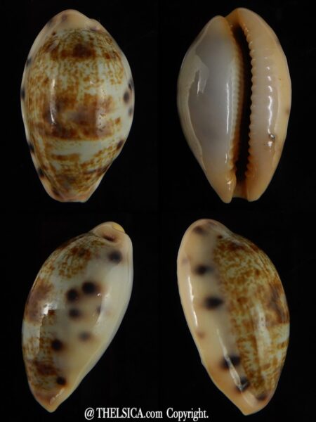 Talostolida pellucens polynesiana 27,44 mm Gem -0