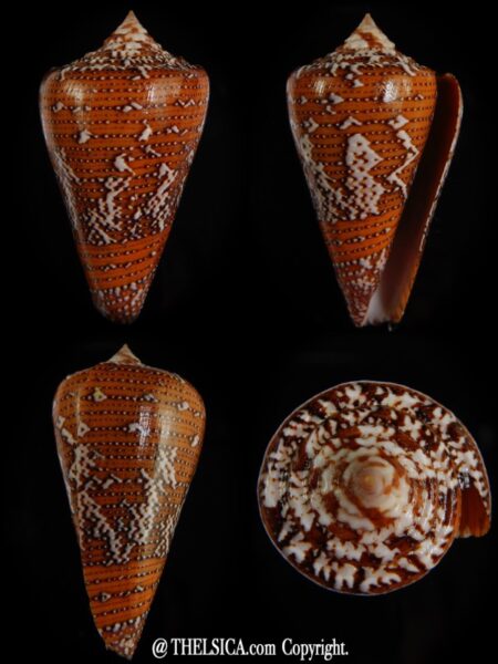 Tenorioconus cedonulli .. Big... 49,47 mm Gem-0