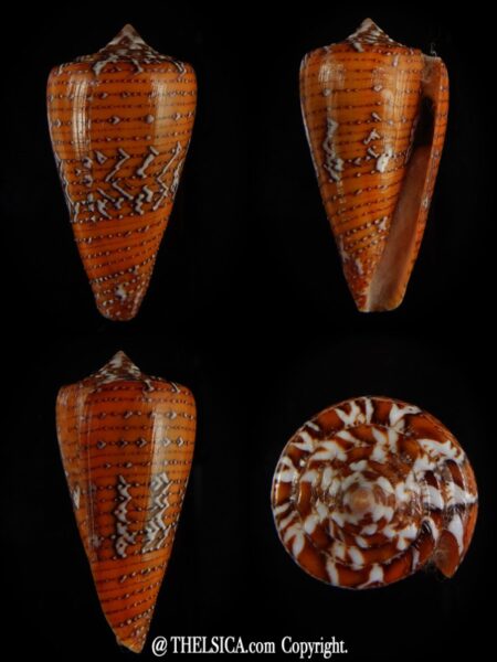 Tenorioconus cedonulli 38,54 mm Gem-0
