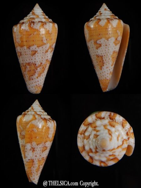 Tenorioconus dominicanus 32,50 mm F+++-0