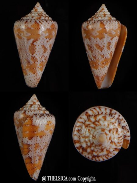 Tenorioconus dominicanus 35,63 mm Gem-0