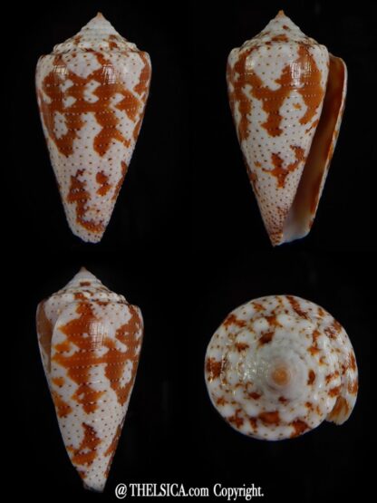 Tenorioconus dominicanus 36,71 mm Gem-0