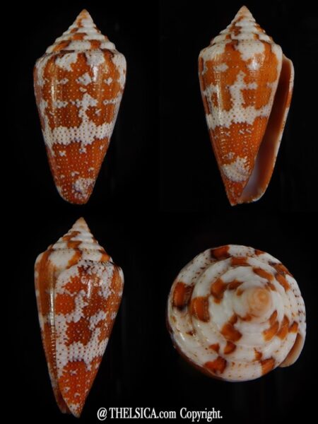 Tenorioconus monicae 37,21 mm Gem-0