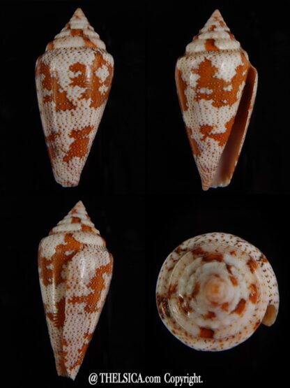 Tenorioconus monicae 42,32 mm Gem-0
