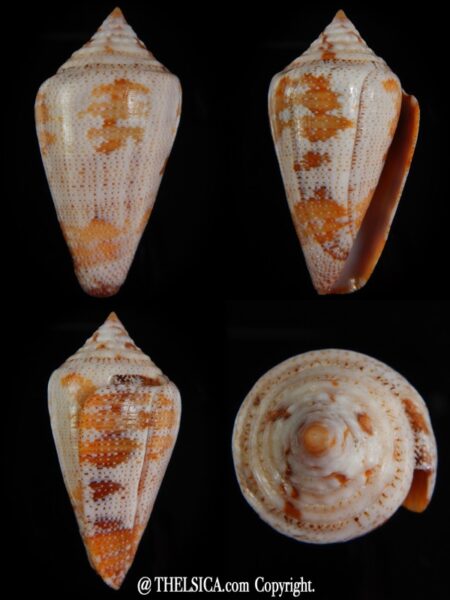 Tenorioconus monicae 53,44 mm F+++/Gem-0