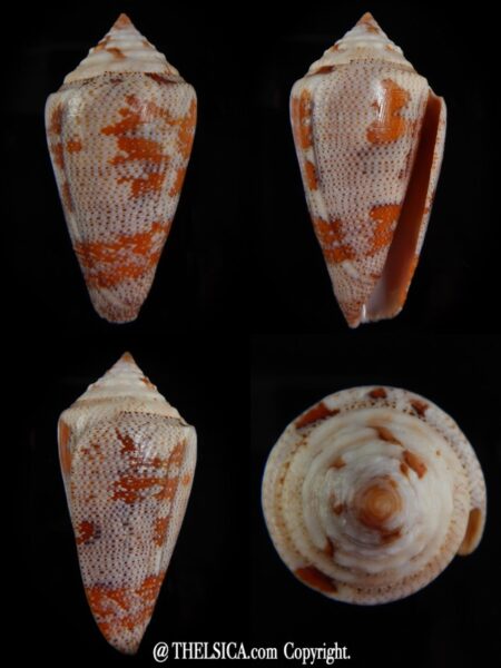 Tenorioconus monicae ... Big size ,,, 56,98 mm F+++/Gem-0