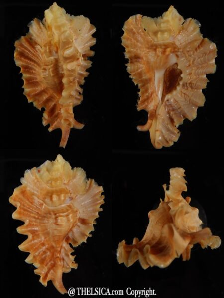 Timbellus phyllopterus 65,19 mm Gem-0