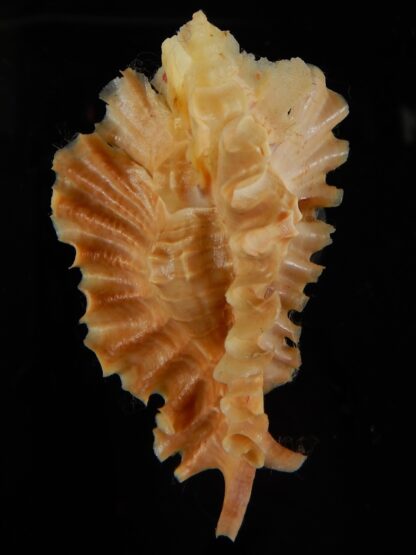 Timbellus phyllopterus 65,19 mm Gem-47449