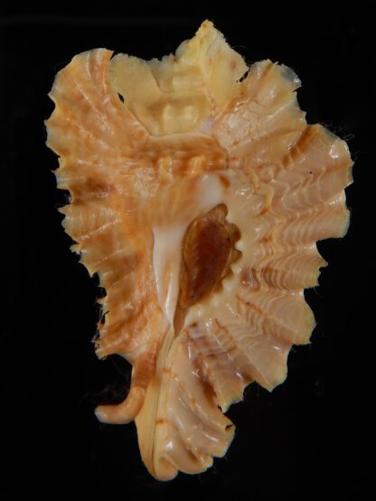 Timbellus phyllopterus 65,19 mm Gem-47451