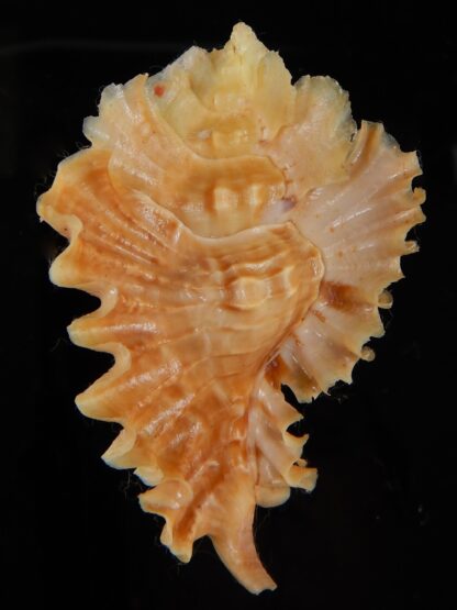 Timbellus phyllopterus 65,19 mm Gem-47450