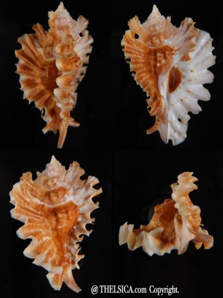 Timbellus phyllopterus 71,81 mm Gem-0
