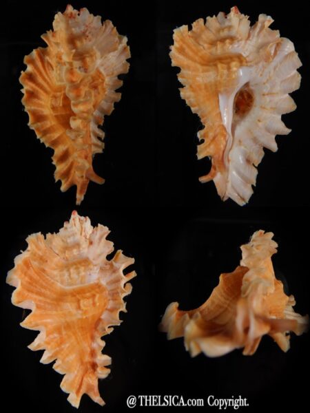 Timbellus phyllopterus Big size 78,10 mm F+++/Gem-0