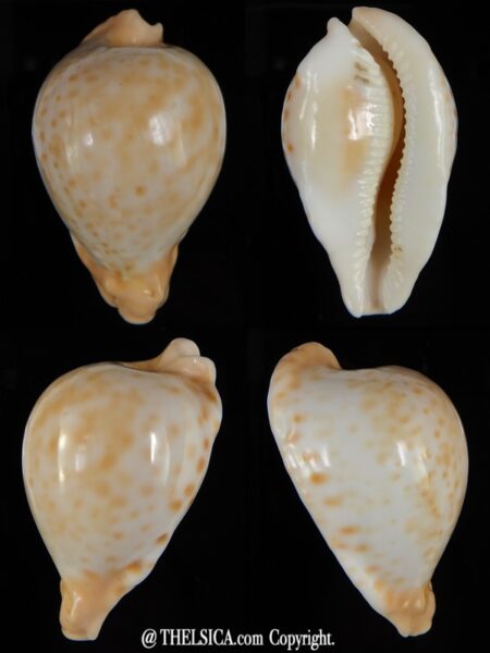 Umbilia capricornica 66,65 mm Gem-0