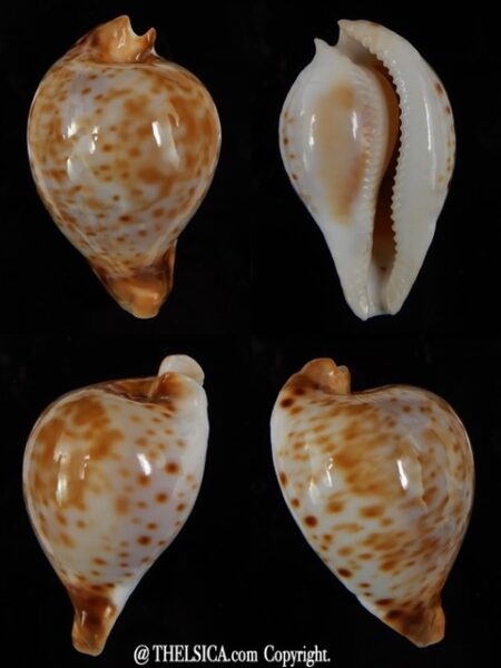 Umbilia oriettae ...DWARF... 57,30 mm F+++-0