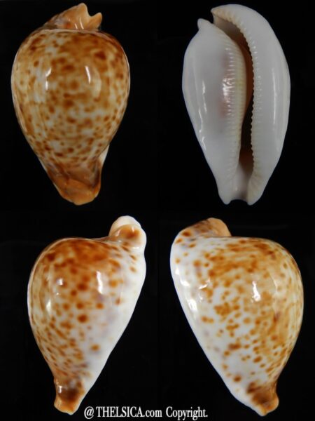 Umbilia oriettae 82,03 mm Gem-0