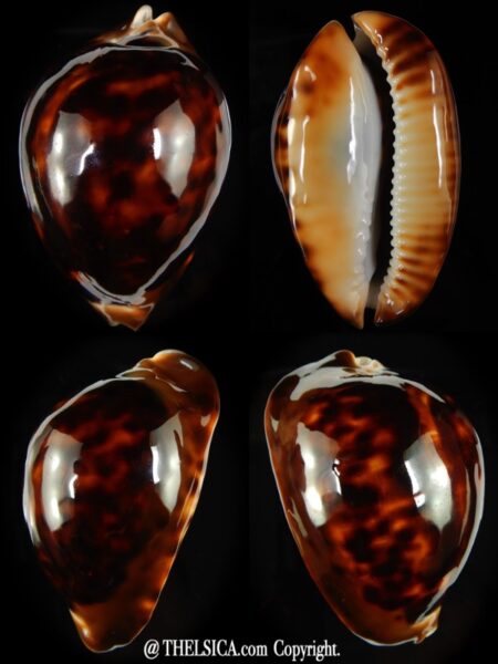Zoila thersites thersites ..Black ... 69,32 mm Gem-0
