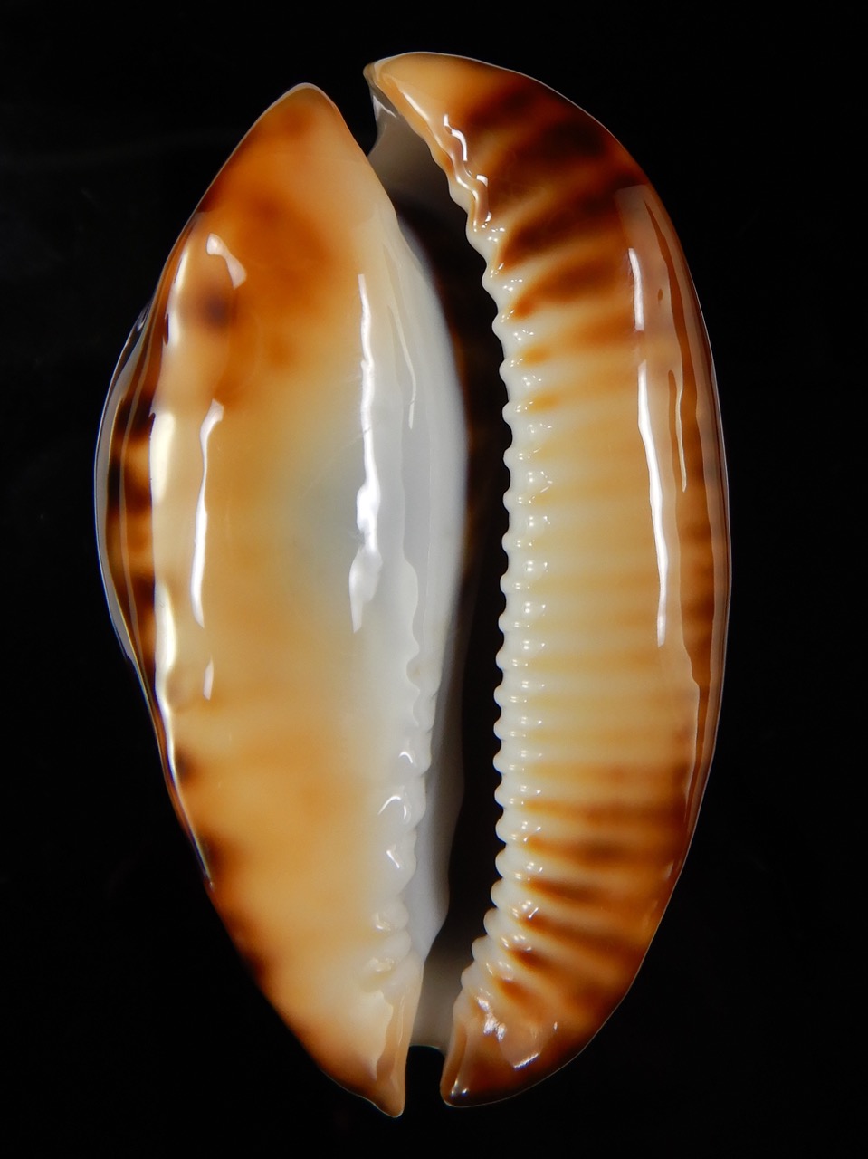 Zoila thersites thersites ..Black ... 69,32 mm Gem-47519