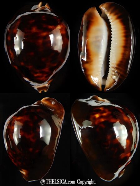 Zoila thersites thersites ..Black ... 72,14 mm Gem-0