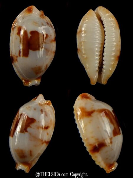Bistolida stolida.. SP pattern... 22,19 mm Gem-0