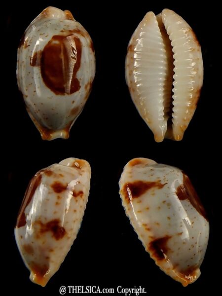 Bistolida stolida.. SP pattern... 23,62 mm Gem-0