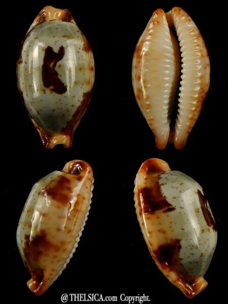 Bistolida stolida.. SP pattern... 25,44 mm Gem-0