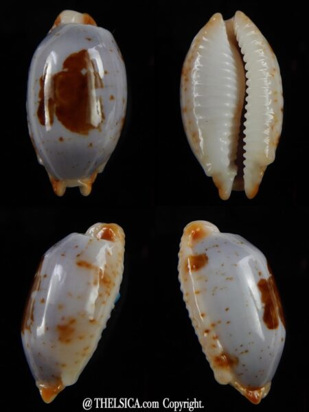 Bistolida stolida aureliae 23,9 mm Gem-0