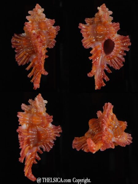 Chicoreus (Chicopinnatus) laqueatus 30,65 mm Gem-0