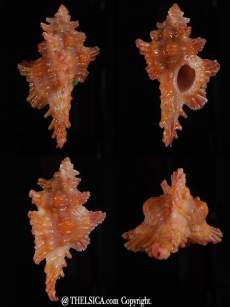 Chicoreus (Chicopinnatus) laqueatus 31,83 mm Gem-0