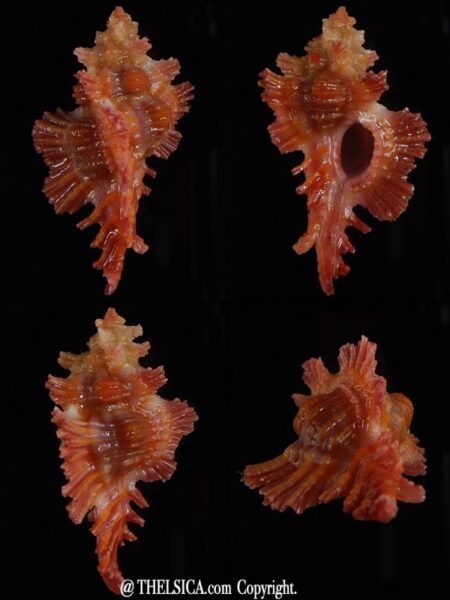 Chicoreus (Chicopinnatus) laqueatus 32,56 mm Gem-0
