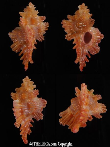Chicoreus (Chicopinnatus) laqueatus 36,58 mm Gem-0