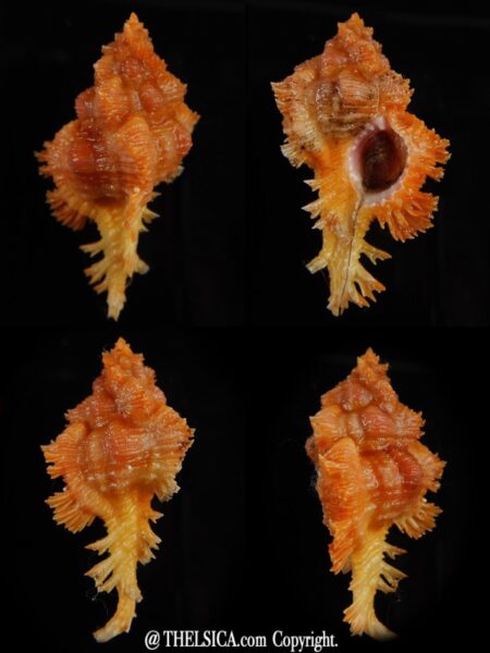 Chicoreus ingridmariae ... Giant ... 43,42 mm Gem -0