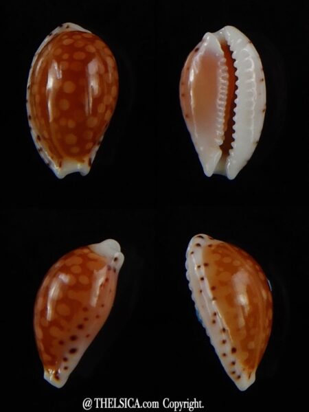 Cribrarula gaskoini fischeri 11,60 mm Gem-0