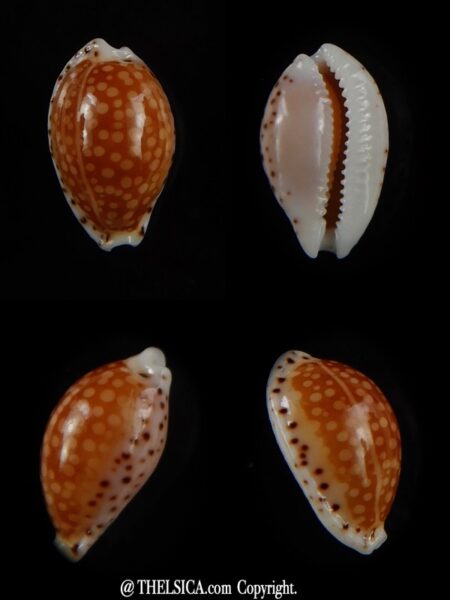 Cribrarula gaskoini fischeri 14,94 mm Gem-0