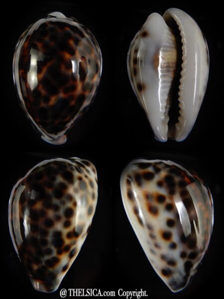 Cypraea tigris tigris ..DWARF ... 51.08 mm Gem-0